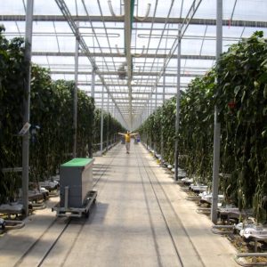 greenhouse corridor