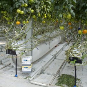 tomato irrigation system