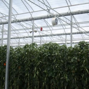 interior greenhouse