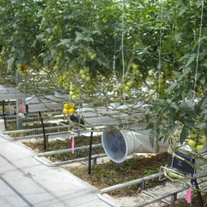 tomato irrigation